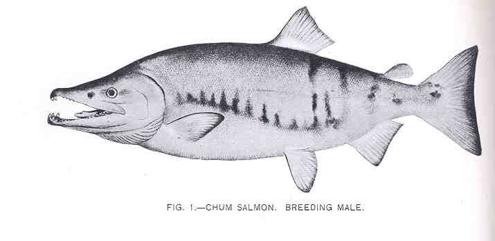 File:FMIB 34516 Chum Salmon Breeding Male.jpeg