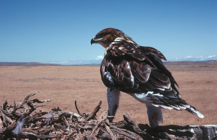 File:Ferruginous hawk on nest2.jpg