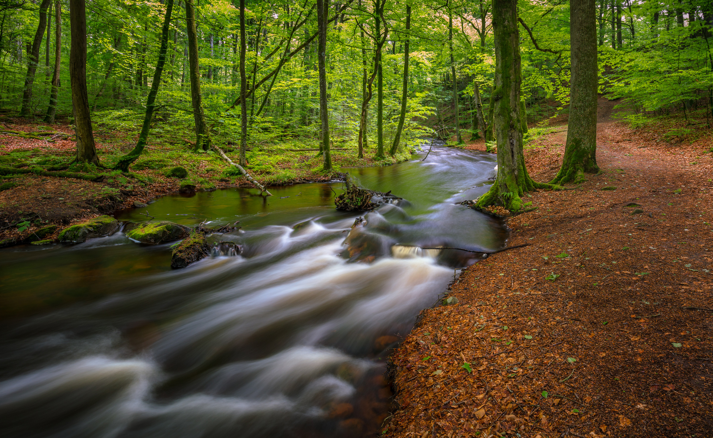 Gässlösa naturreservat i Halland. Photograph: Björn Sehlin