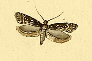 <i>Gelechia sororculella</i> species of insect