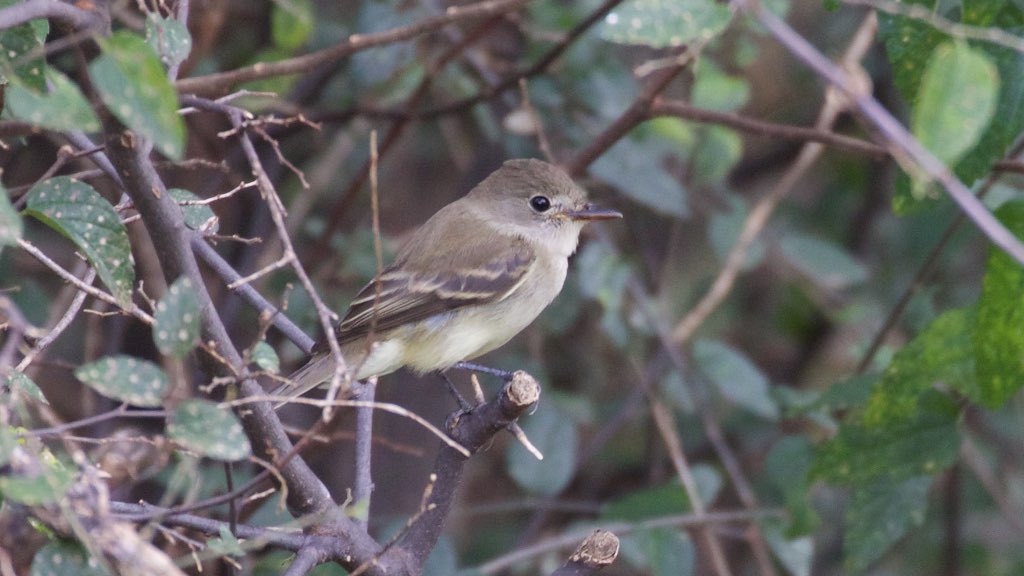 Gray Flycatcher (immature) - BANWR - Sasabe - AZ - 2015-10-06at12-00-284 (22228338656).jpg