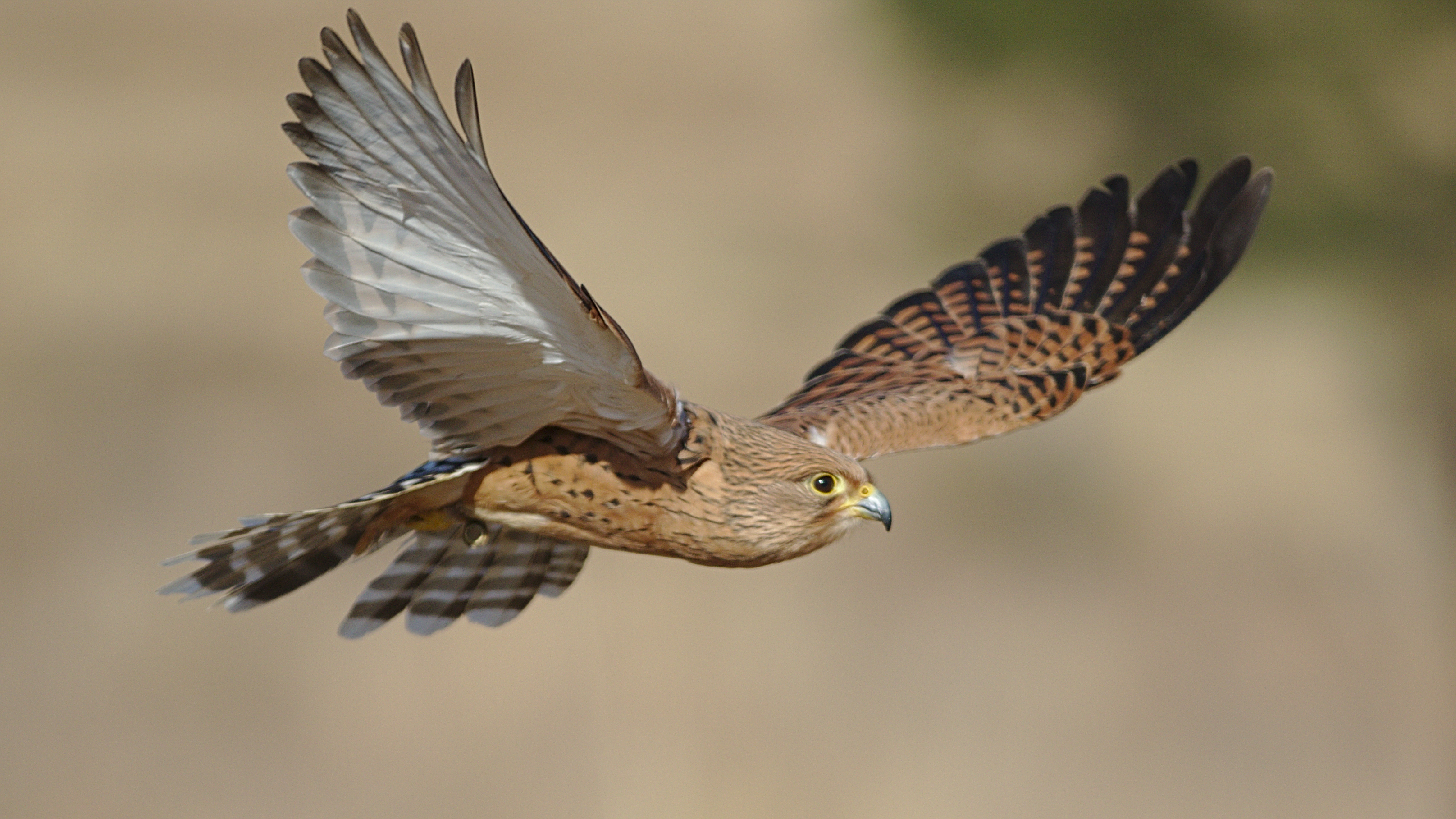 greater kestrel