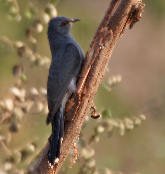 File:Grey-bellied Cuckoo (Cacomantis passerinus) in Kinnarsani WS, AP W IMG 5856.jpg