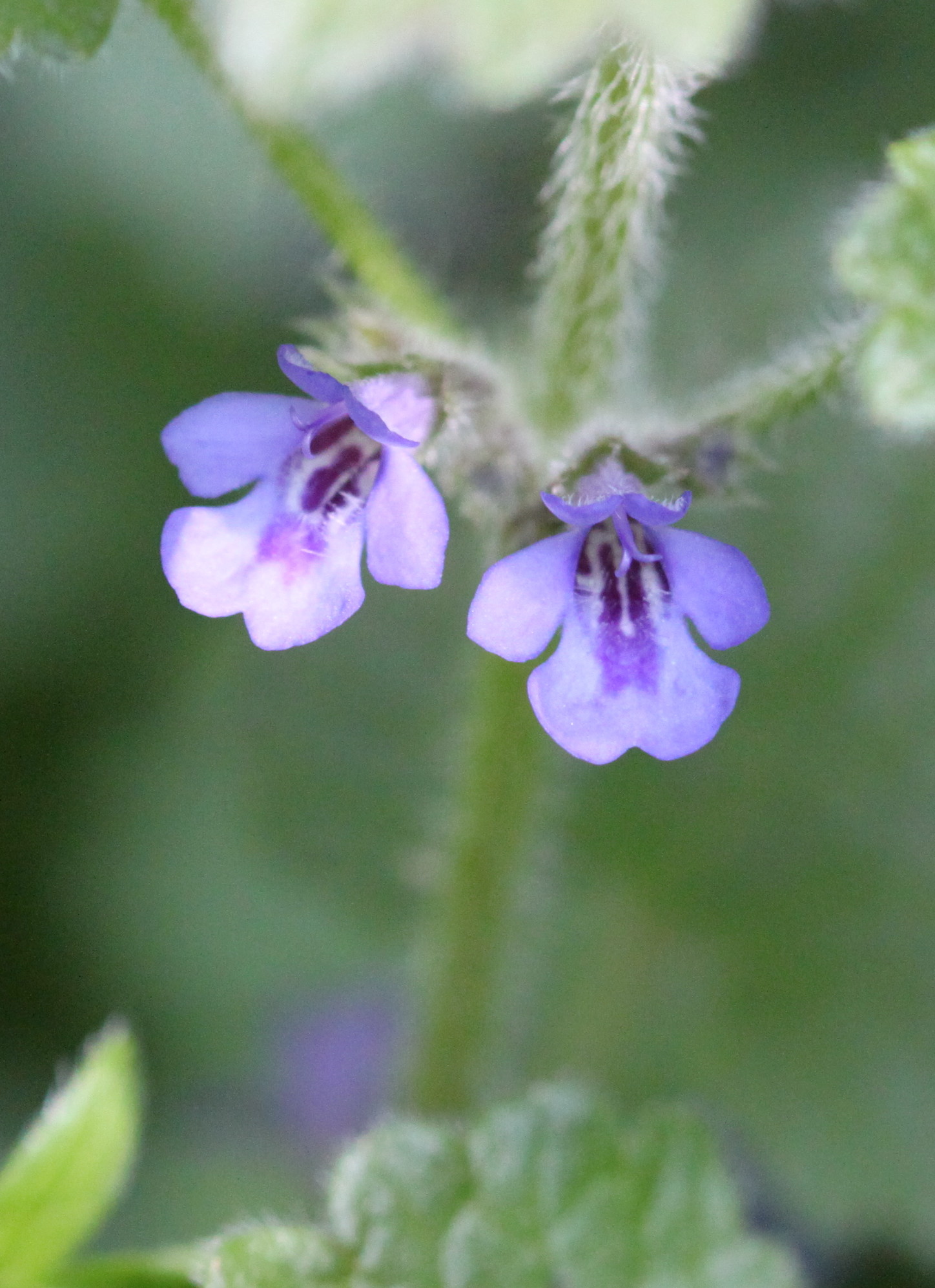 Ground-ivy (Glechoma hederacea) (4644733620).jpg