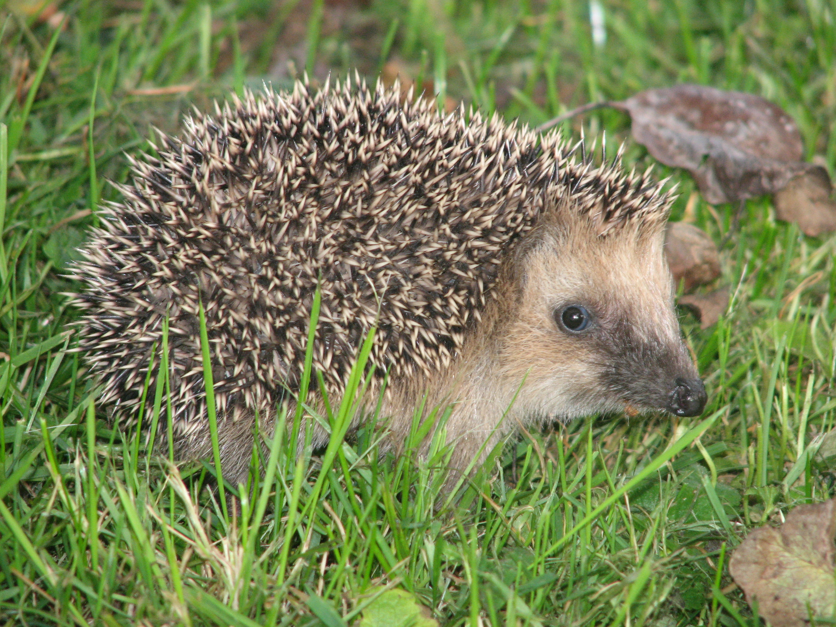 Hedgehog_germany0908.jpg