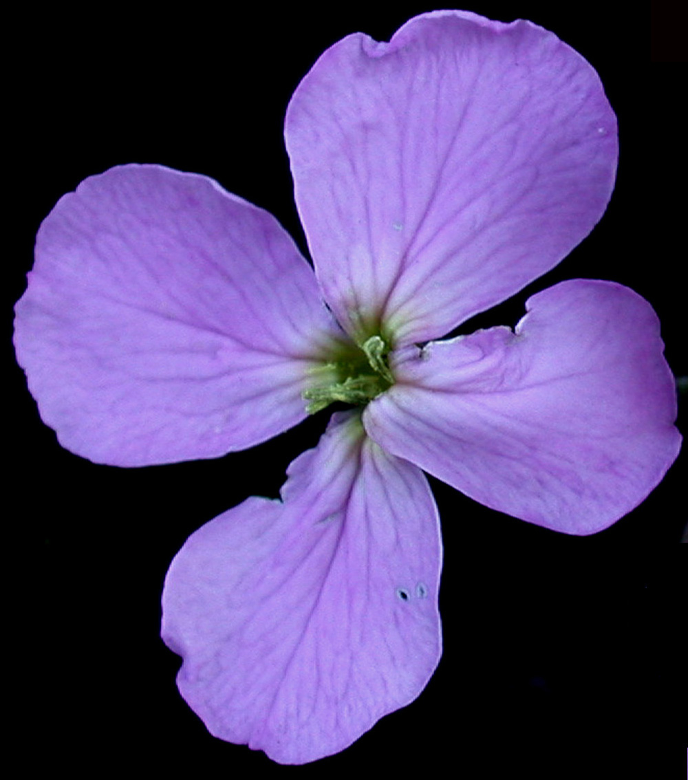 Hesperis matronalis