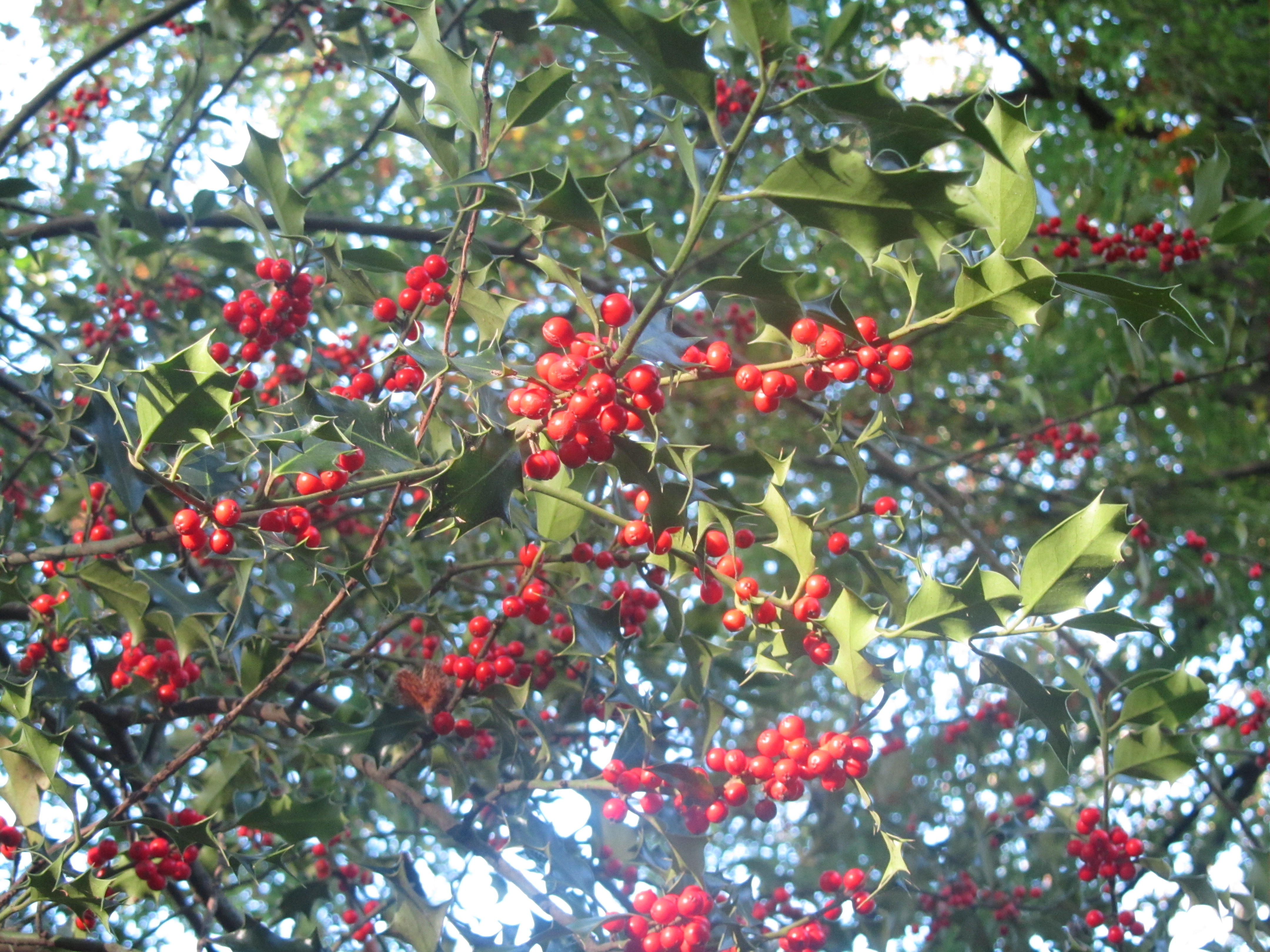 Илекс бай. Илекс Беллер. Ilex mucronata. Ilex dumosa. English Holly (Ilex aquifolium), one of the few native Evergreen Trees, can be found in Southern Wales..