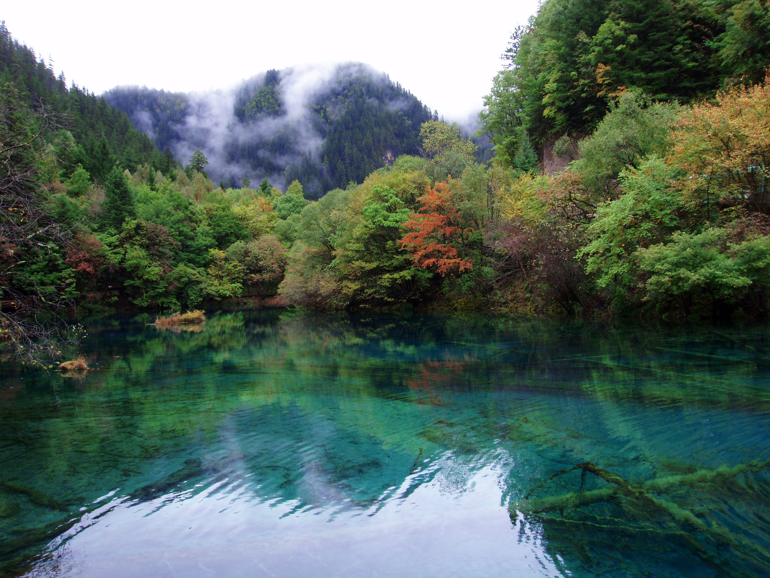 Fargesia Sp Jiuzhaigou 1 Fargesia Jiuzhaigou