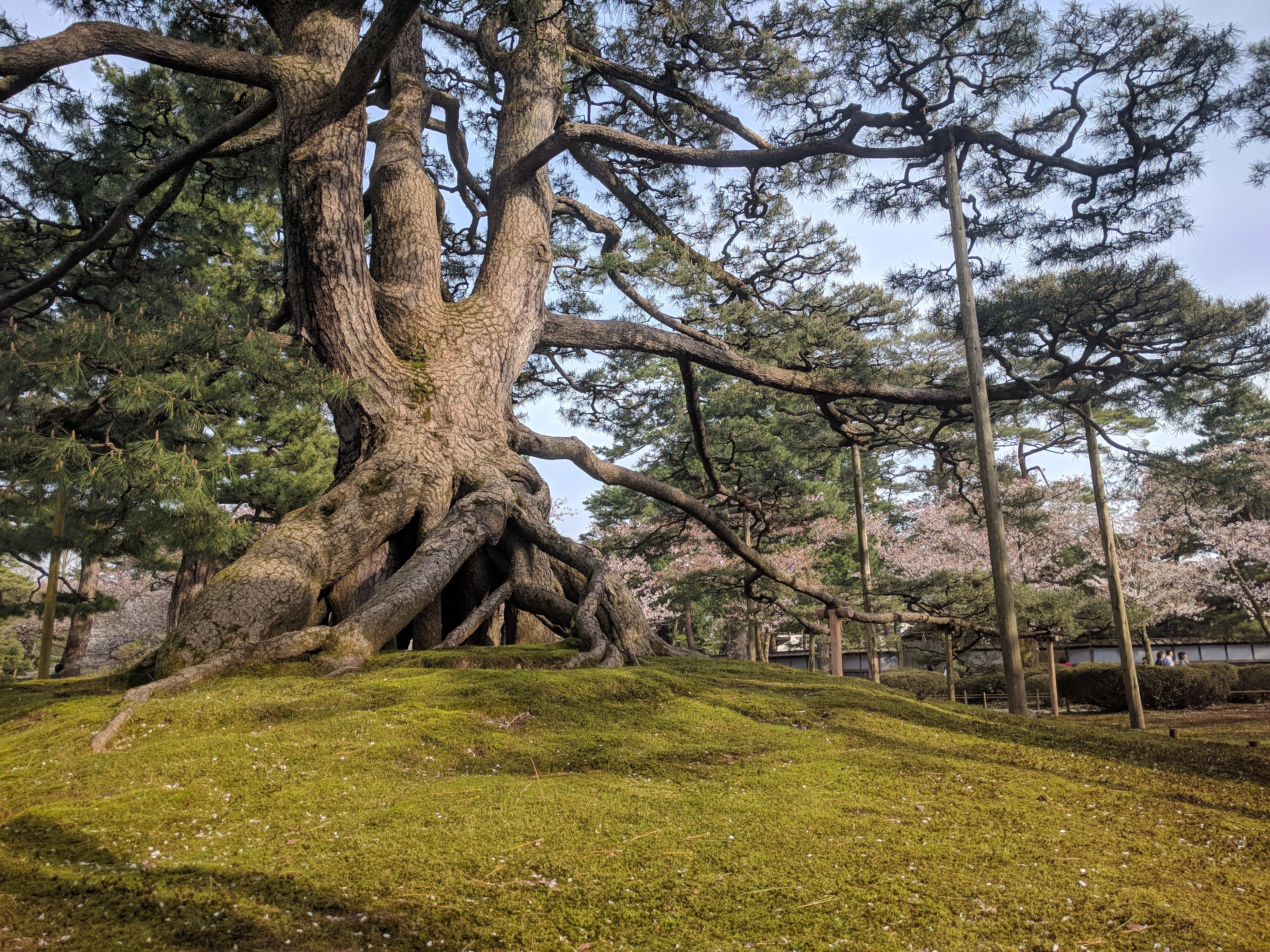 matsu tree