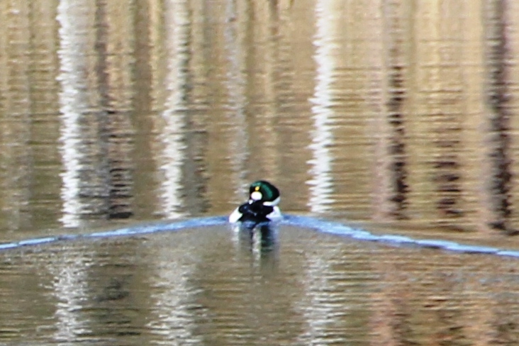 File:Kolmperä Suomusjärvi - Telkkä (Bucephala clangula).jpg