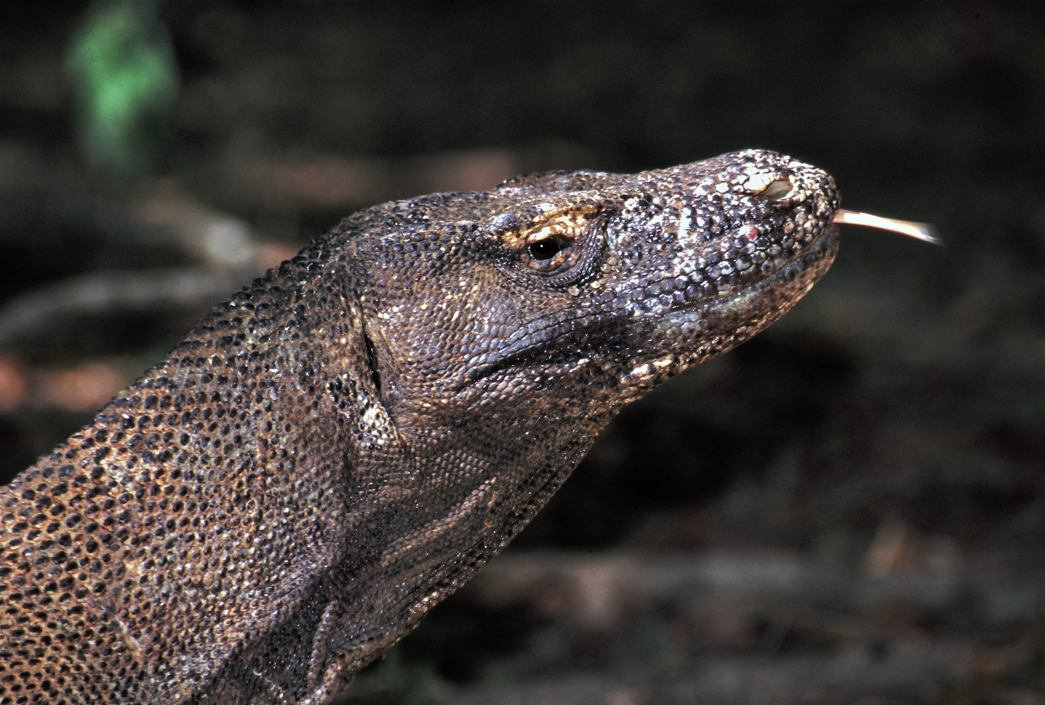 Komodo Dragon Varanus komodoensis (7880967156).jpg