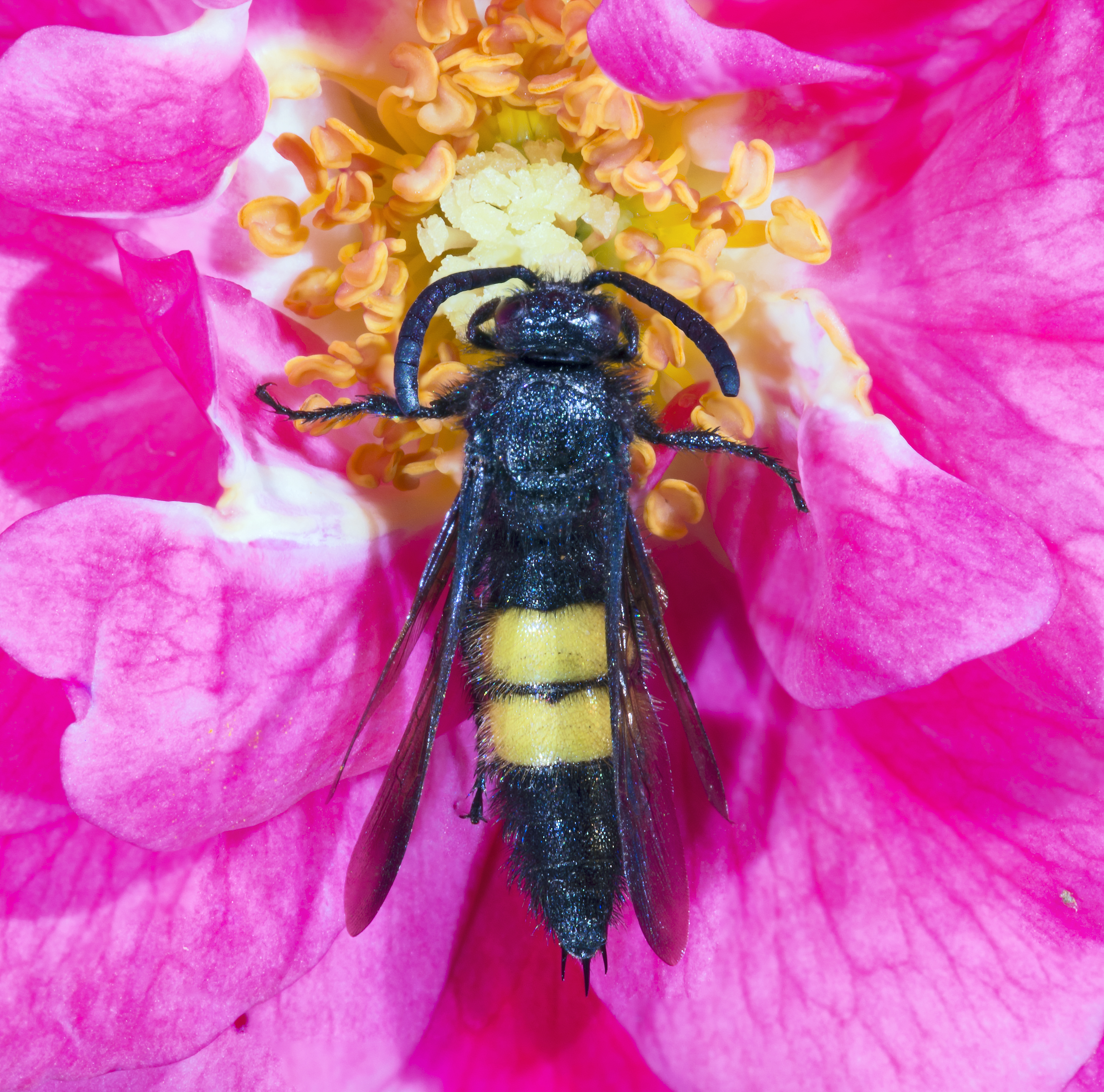 Wasp Scoliid Borstige Dolchwespe, femme,, Weibchen, Scolia hirta