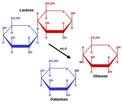 File:Lactose color.png