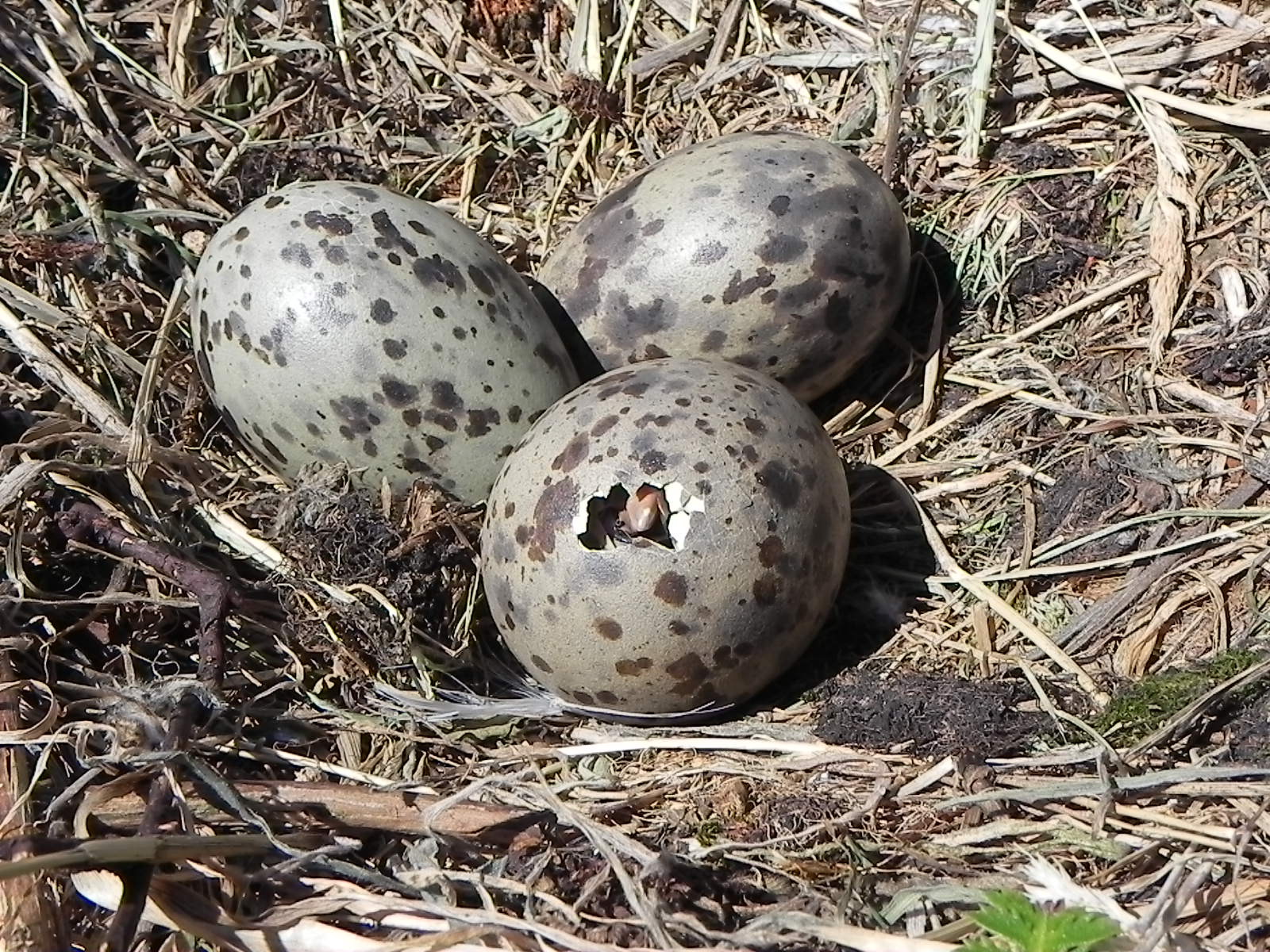 Larus dominicanus eggs Offing02.jpg