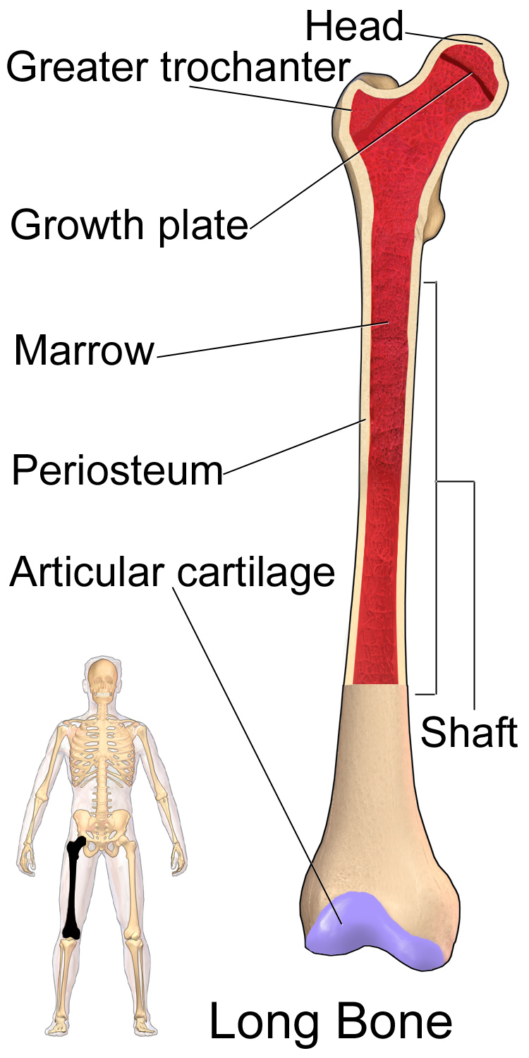 Femur - Wikiwand