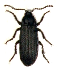 <i>Melanotus punctolineatus</i> Species of beetle