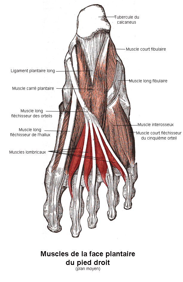 File:Lombric.svg - Wikimedia Commons