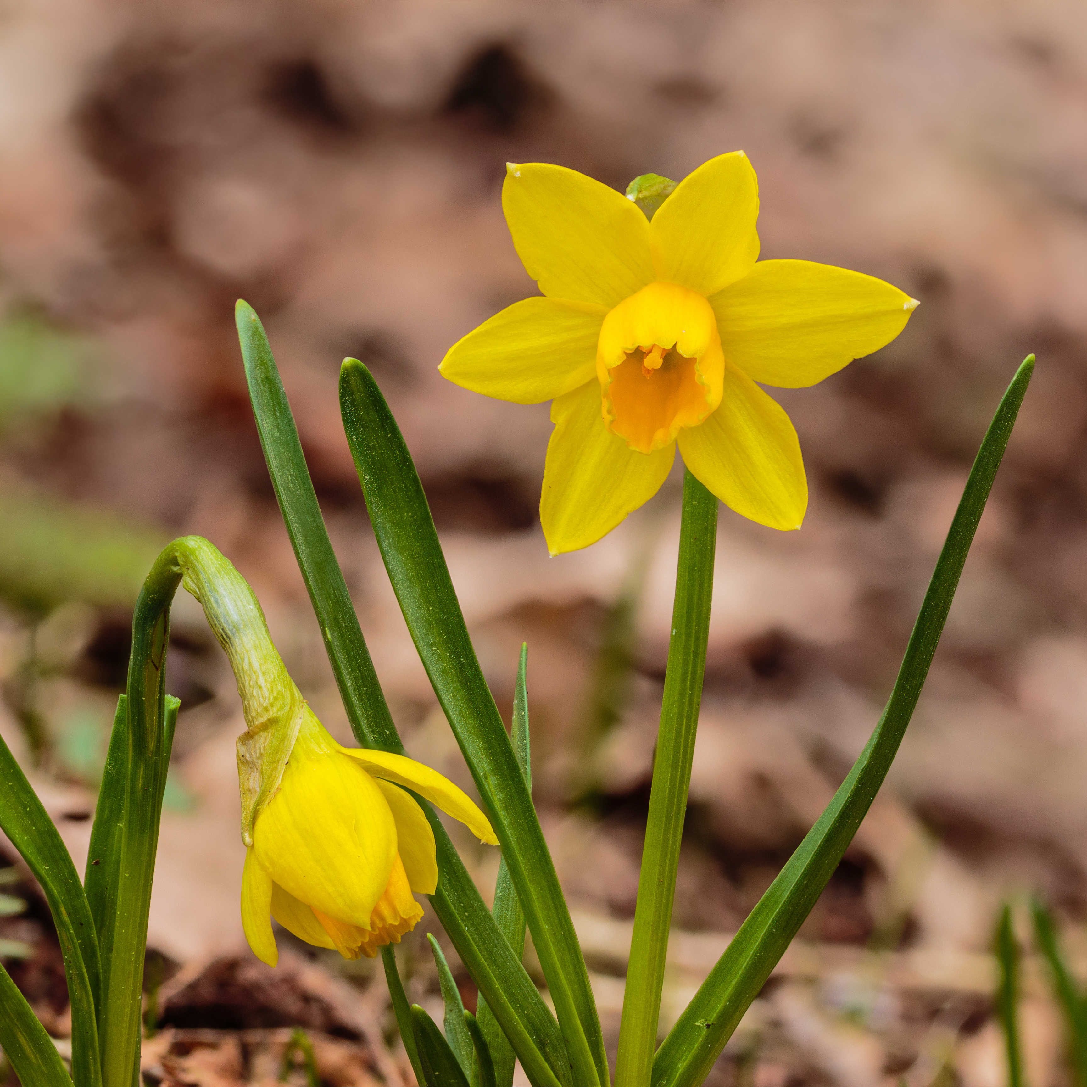 Tete-a-Tete Miniature Daffodil Bulbs, Narcissus