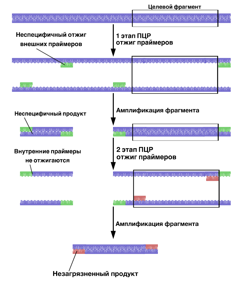 Варианты пцр. Вложенная полимеразная цепная реакция. График амплификации ПЦР. ПЦР полимеразной цепной реакции. Праймеры для проведения ПЦР.