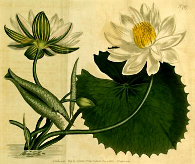 File:Nymphaea lotus1CURTIS.jpg