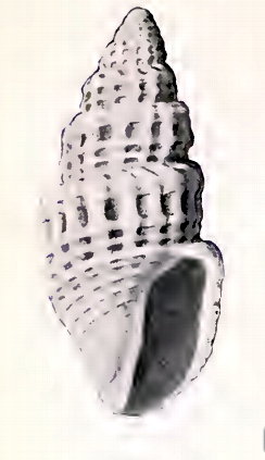 <i>Oenopota tabulata</i> Species of gastropod