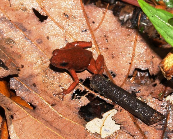 File:Oophaga pumilio03a.jpg