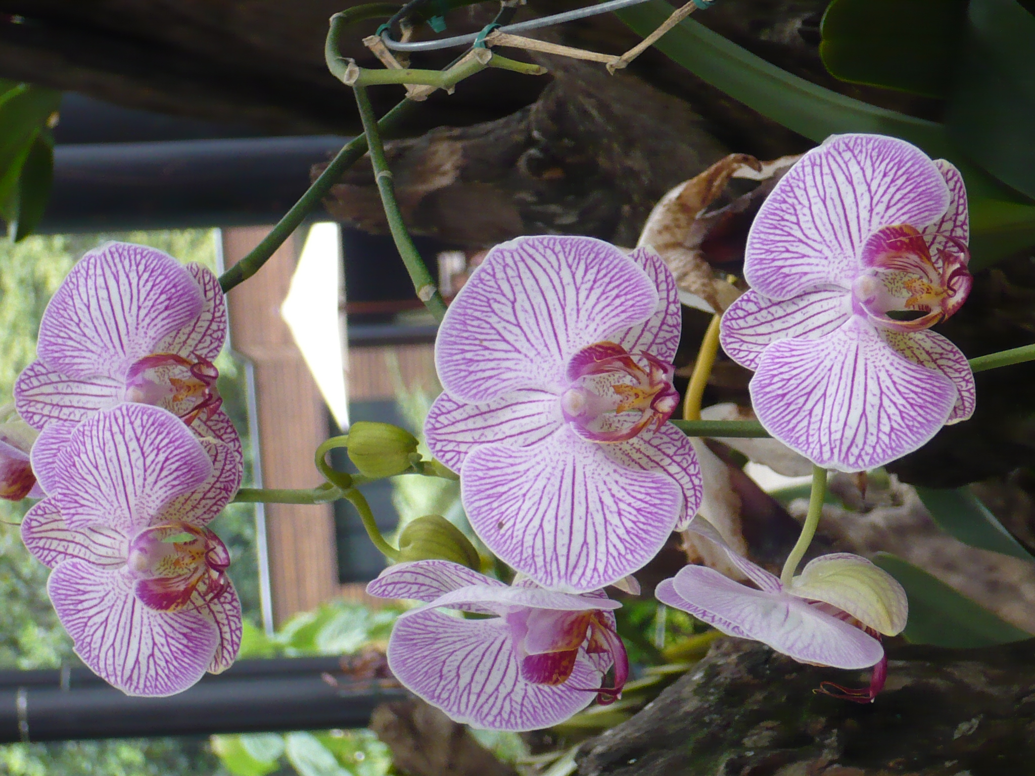 File:Orquídea-Medellin-1.jpg - Wikimedia Commons