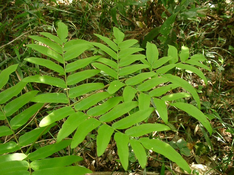 File:Osmunda japonica leaf.jpg