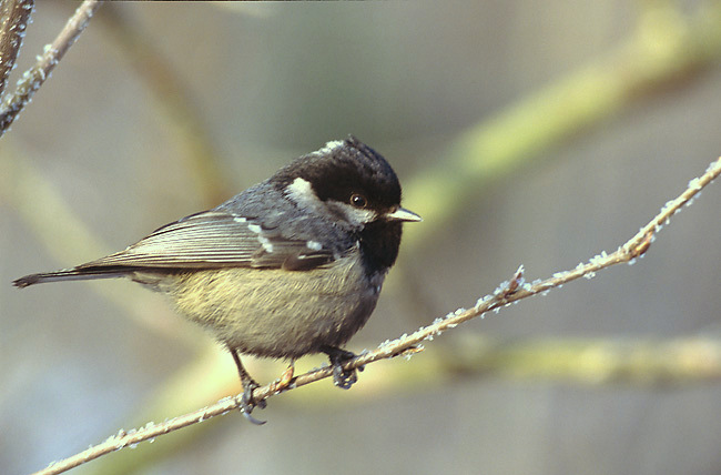 Tannenmeise (Periparus ater)