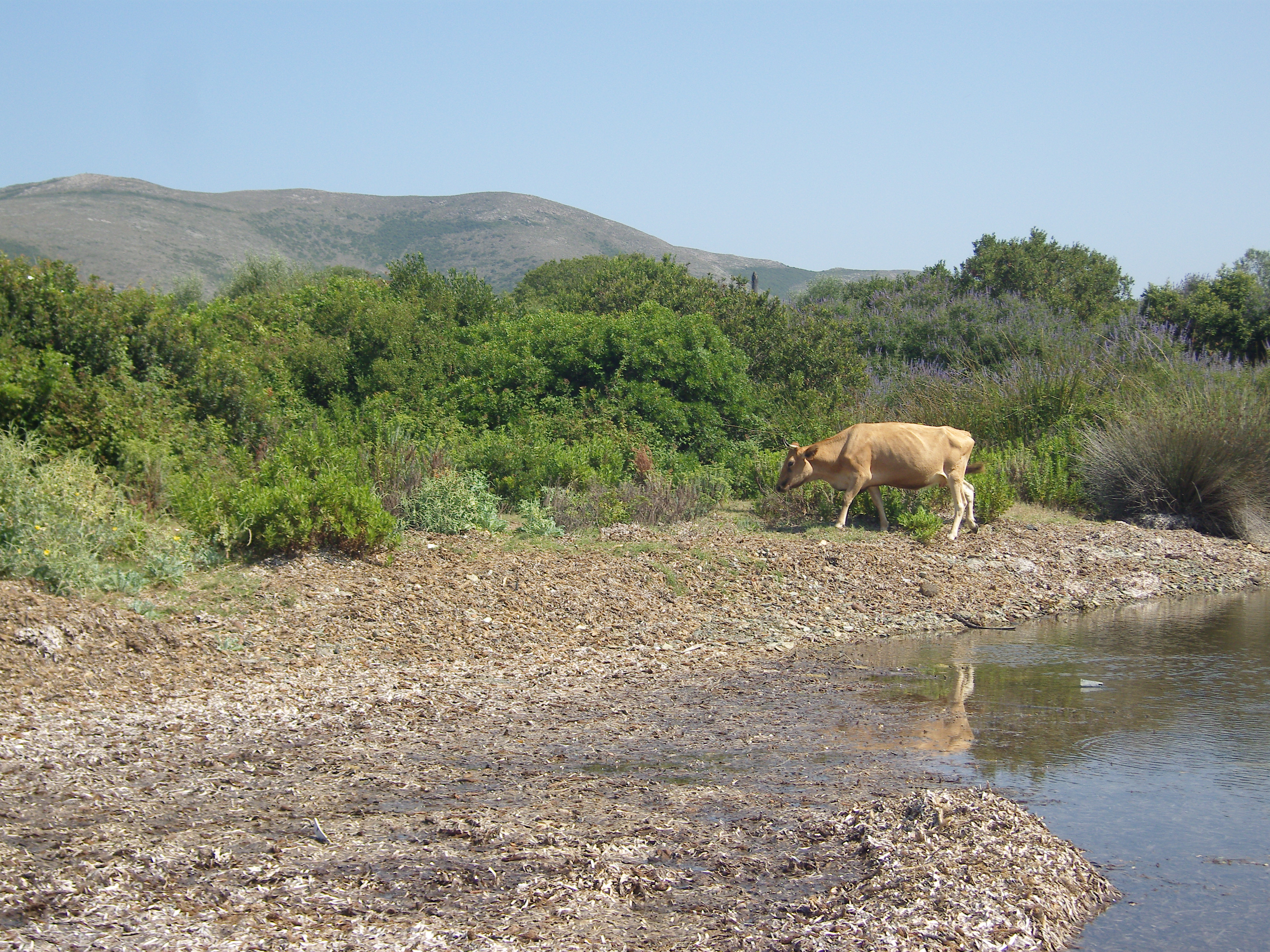 Fileplage Du Cap Corsejpg Wikimedia Commons