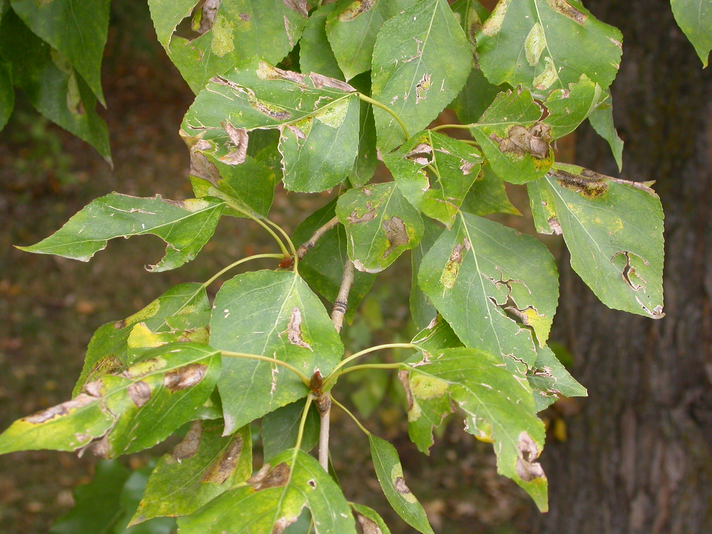 Populus diversifolia листья