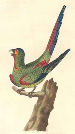 File:Red-shouldered Parakeet drawing.jpg