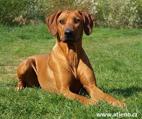 File:Rhodesian ridgeback2.jpg