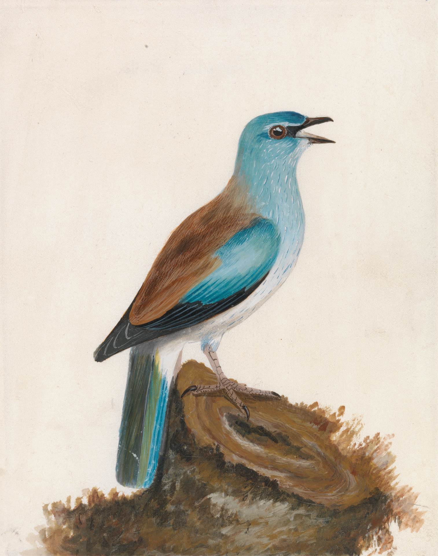 ''Roller: Garrulous Roller'' by William Lewin, before 1790. [[Yale Center for British Art