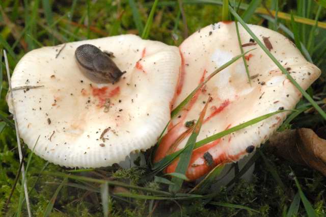 File:Russula.nobilis4.-.lindsey.jpg