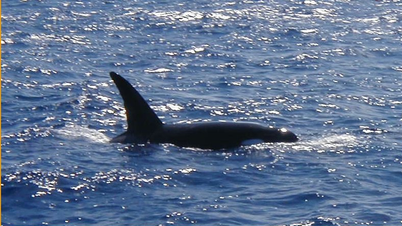 File:Second killer whale on Cobblers Reef.jpg