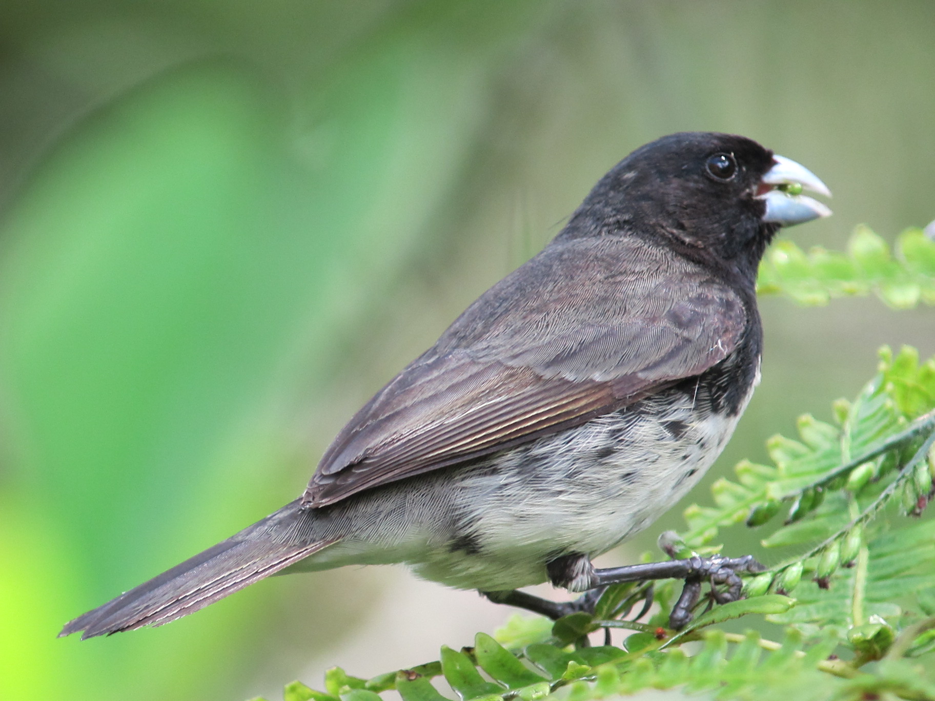 Papa-capim - Yellow-bellied Seedeater, Papa-capim - Yellow-…