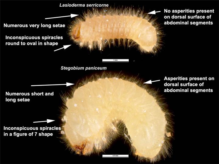 File:Stegobium paniceum-Larva-en.jpg