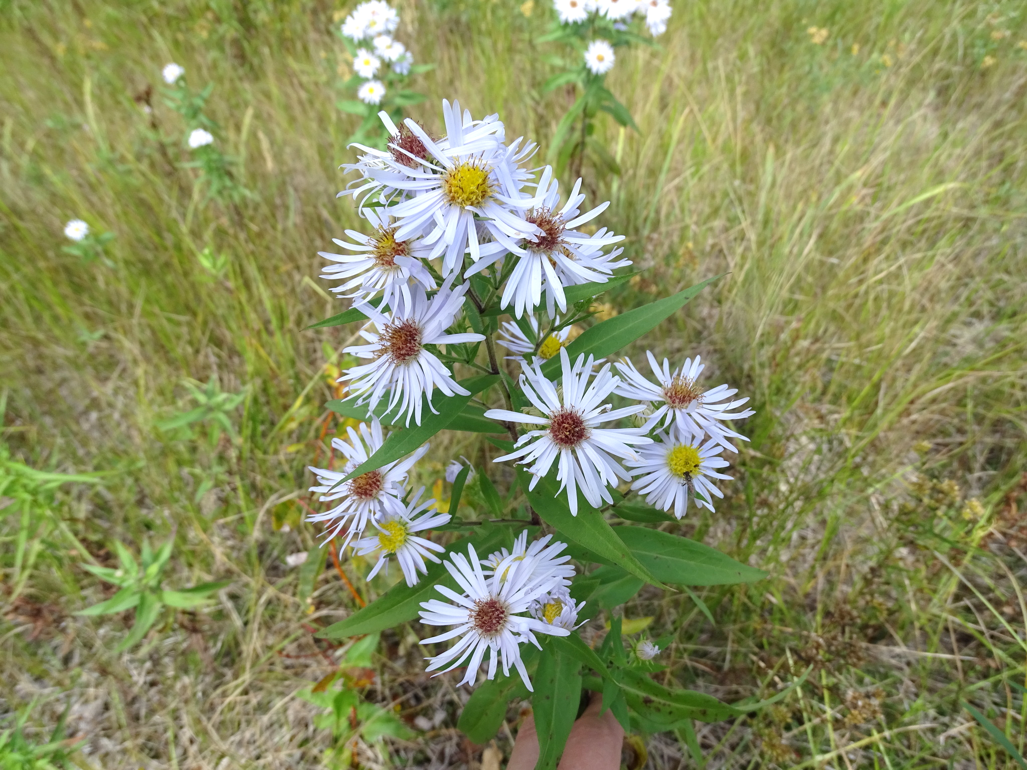 Symphyotrichum firmum - Wikipedia