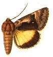 Syngrapha sackenii