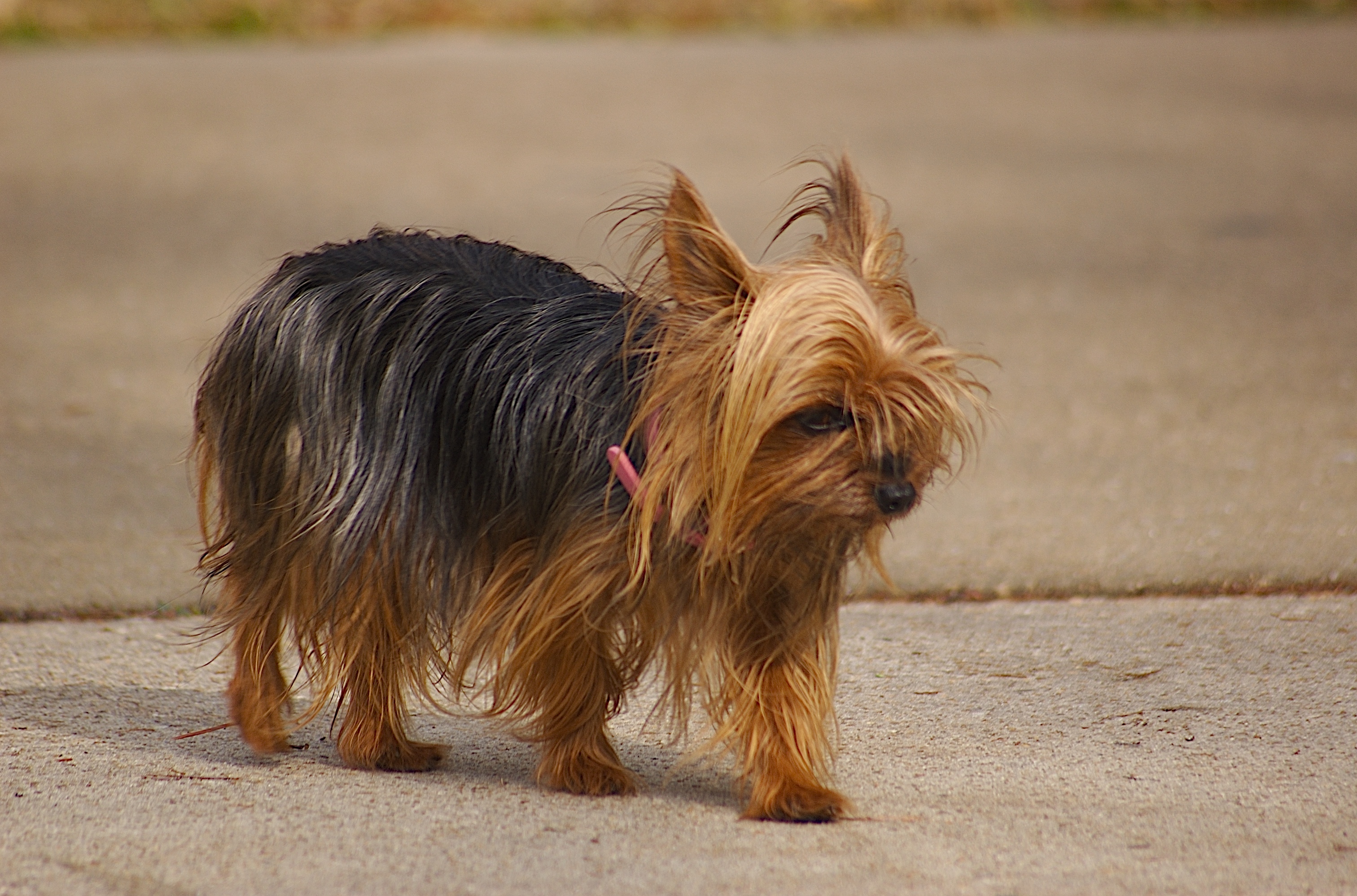 what dog breed is stoutland