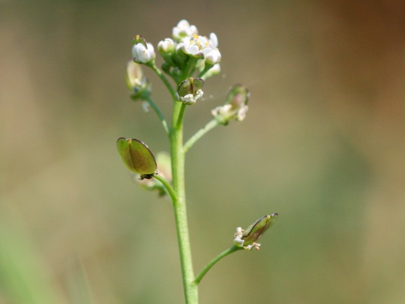 File:Teesdalia nudicaulis.jpeg