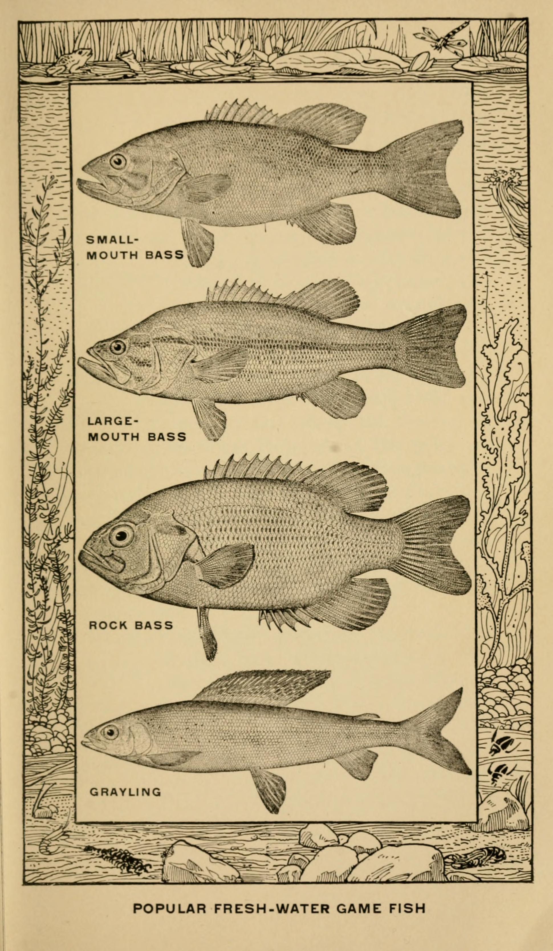 File:The book of fish and fishing; (1908) (14773939162).jpg - Wikimedia  Commons