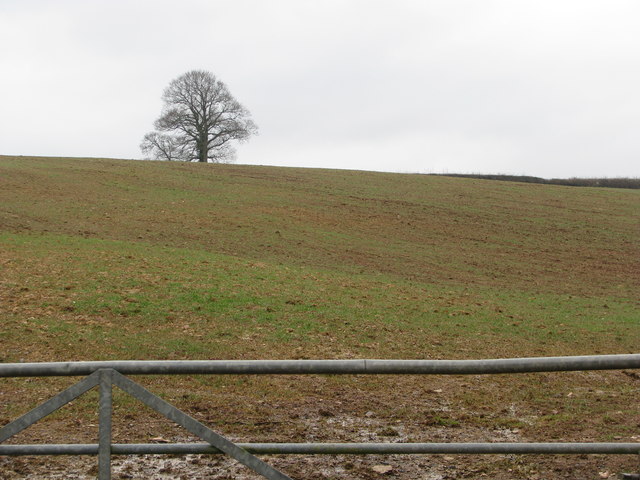 File:Tree at the top of a hillside field - geograph.org.uk - 1734877.jpg