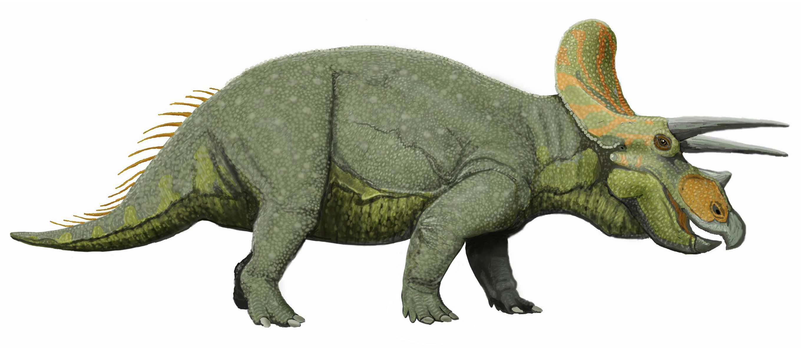 File:Triceratops liveDB.jpg  Wikimedia Commons