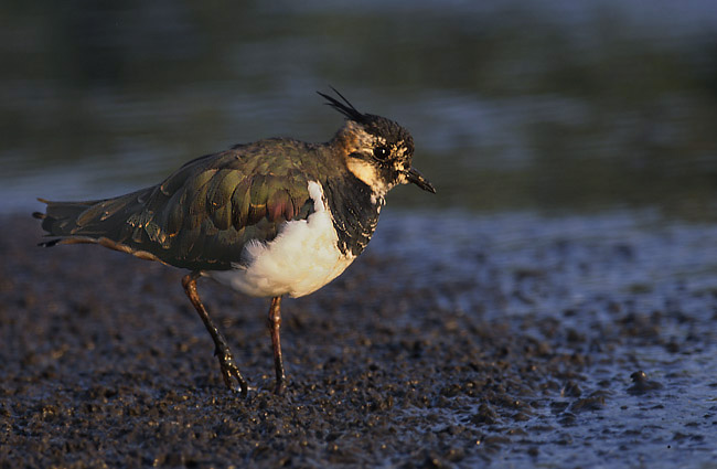 File:Vanellus vanellus 2 (Marek Szczepanek).jpg