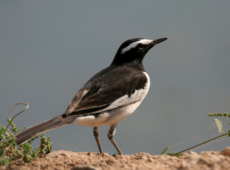 File:White-browed Wagtail I IMG 9373.jpg