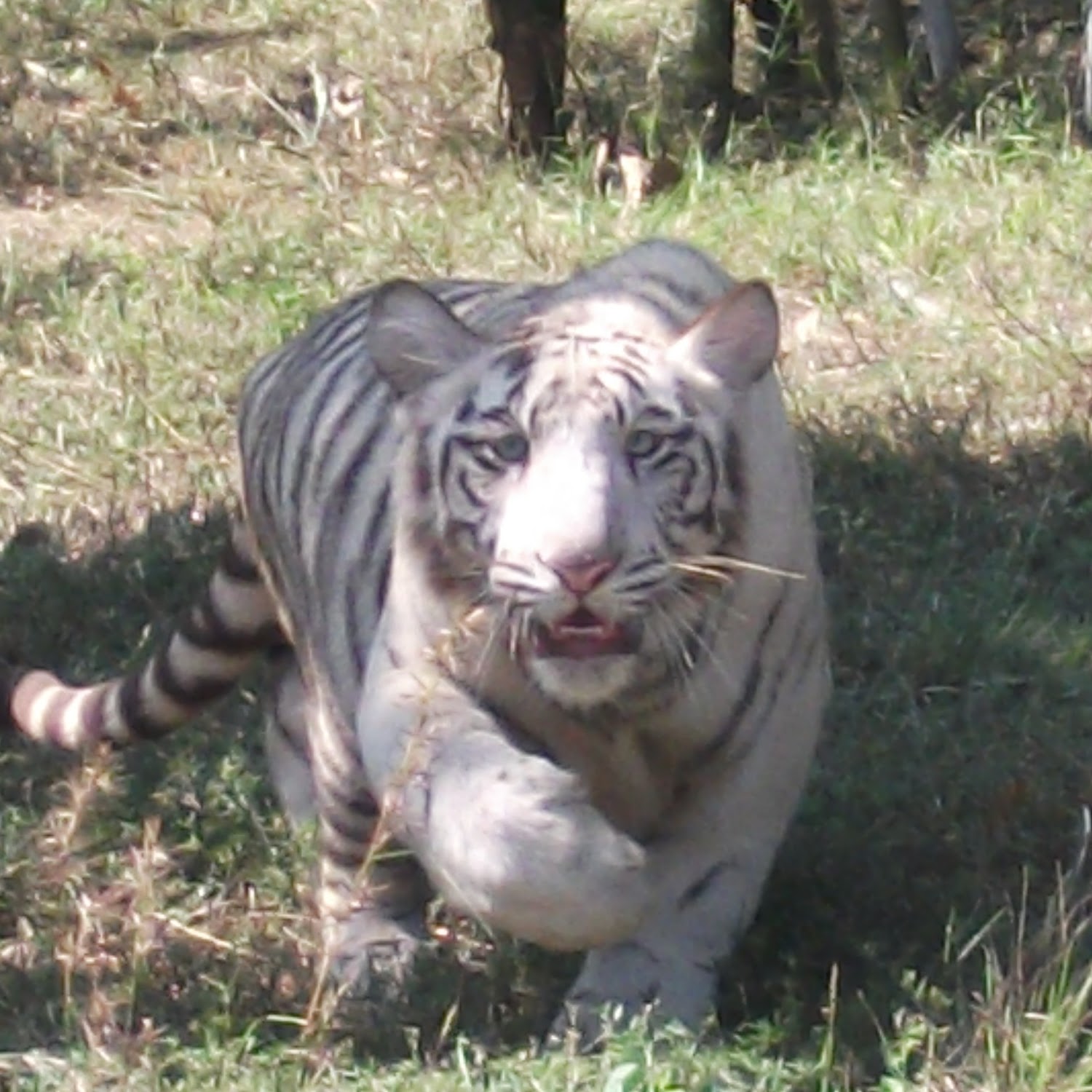 Horsley Hills Zoo