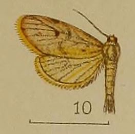 <i>Asura phantasma</i> Species of moth