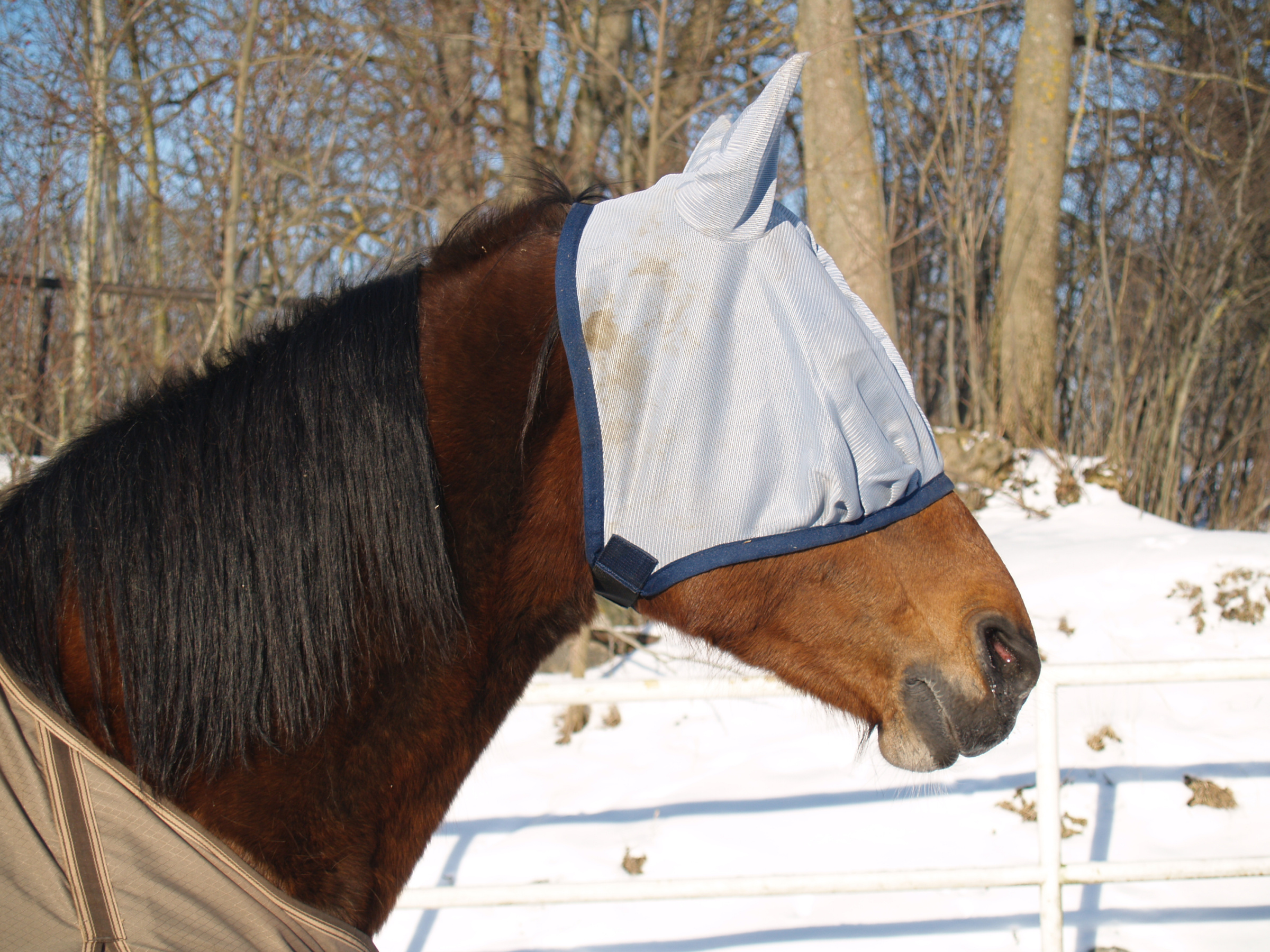 20070210_horse_with_covered_face.jpg